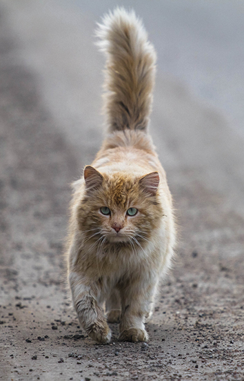 4cats heimtierbedarf 